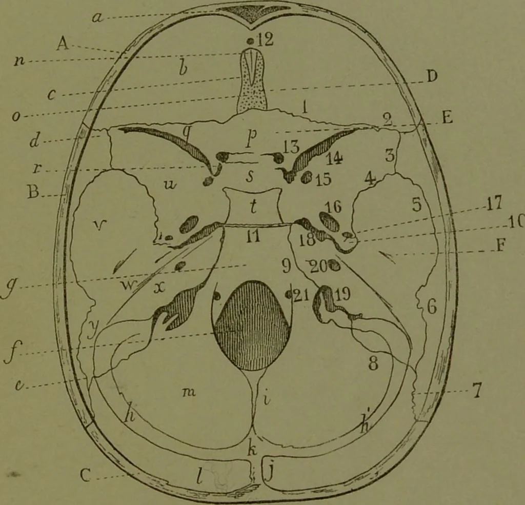 An illustration from Instructions craniologiques et craniométriques de la Société d'anthropologie de Paris / par Paul Broca., 1875, leaf 229