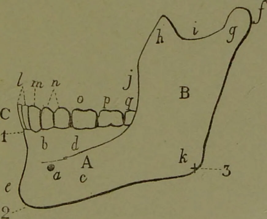 An illustration from Instructions craniologiques et craniométriques de la Société d'anthropologie de Paris / par Paul Broca., 1875, leaf 229