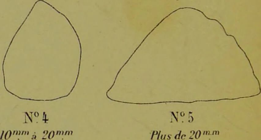 An illustration from Instructions craniologiques et craniométriques de la Société d'anthropologie de Paris / par Paul Broca., 1875, leaf 232