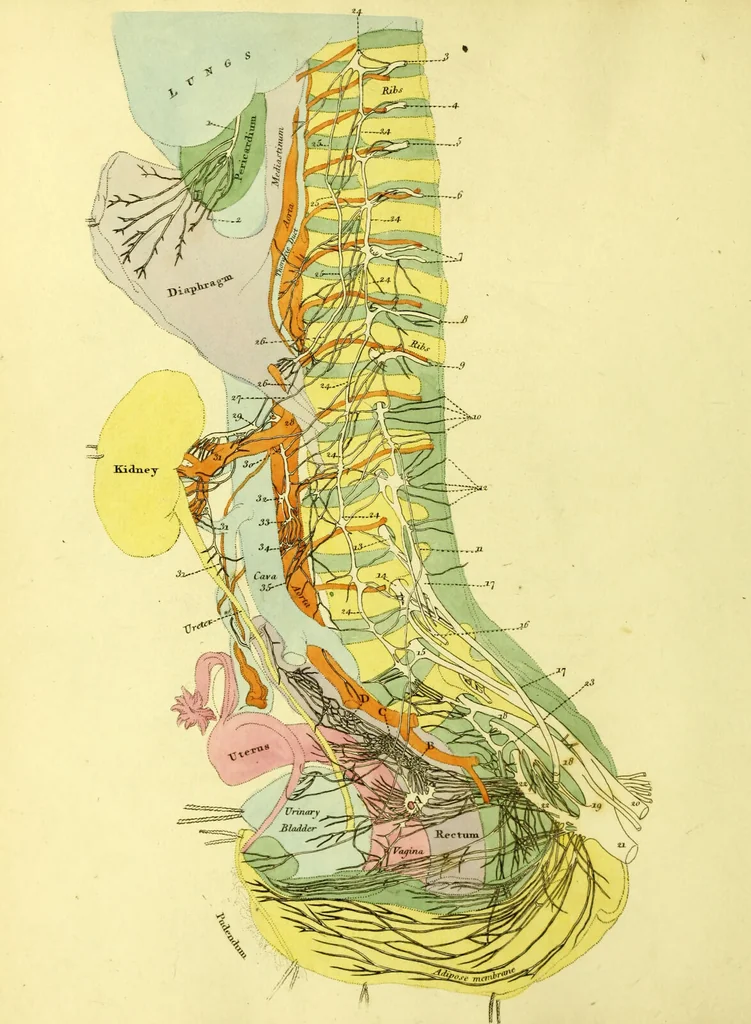 An illustration from John Gottlieb Walter's plates of the thoracic and abdominal nerves, reduced from the original, as published by order of the Royal Academy of Sciences at Berlin : accompanied by coloured explanations, and a descriptions of the par vagum, great sympathetic and phrenic nerves., 1804, leaf 22