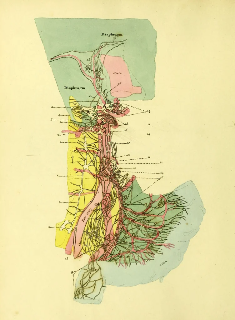An illustration from John Gottlieb Walter's plates of the thoracic and abdominal nerves, reduced from the original, as published by order of the Royal Academy of Sciences at Berlin : accompanied by coloured explanations, and a descriptions of the par vagum, great sympathetic and phrenic nerves., 1804, leaf 34