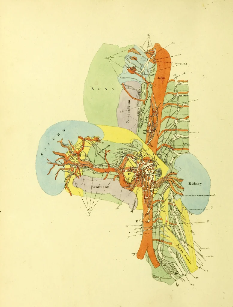 An illustration from John Gottlieb Walter's plates of the thoracic and abdominal nerves, reduced from the original, as published by order of the Royal Academy of Sciences at Berlin : accompanied by coloured explanations, and a descriptions of the par vagum, great sympathetic and phrenic nerves., 1804, leaf 46