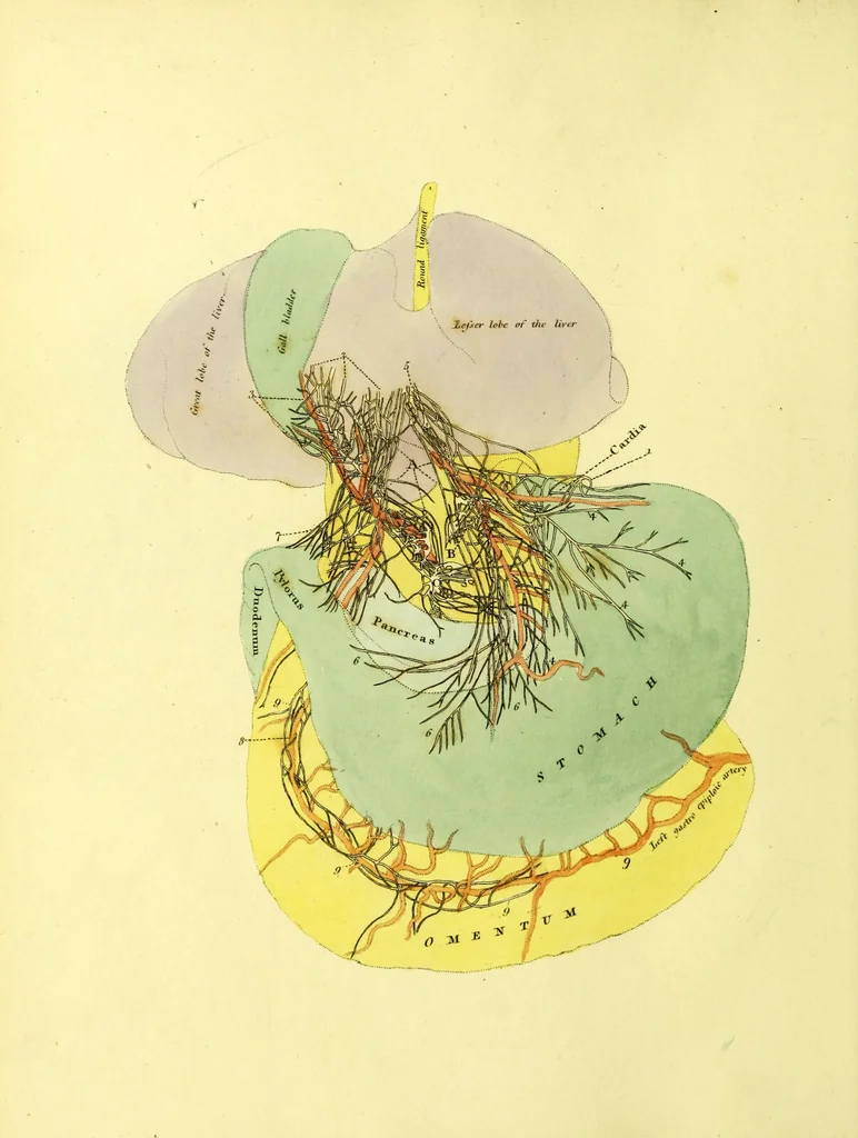 An illustration from John Gottlieb Walter's plates of the thoracic and abdominal nerves, reduced from the original, as published by order of the Royal Academy of Sciences at Berlin : accompanied by coloured explanations, and a descriptions of the par vagum, great sympathetic and phrenic nerves., 1804, leaf 58