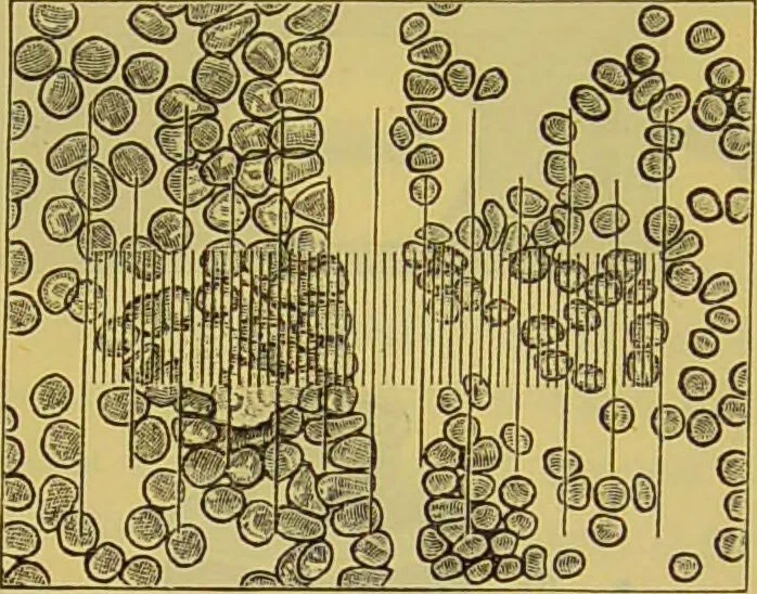 An illustration from The microscope : its history, construction, and application, being a familiar introduction to the use of the instrument, and the study of microscopical science / by Jabez Hogg., 1898, leaf 175