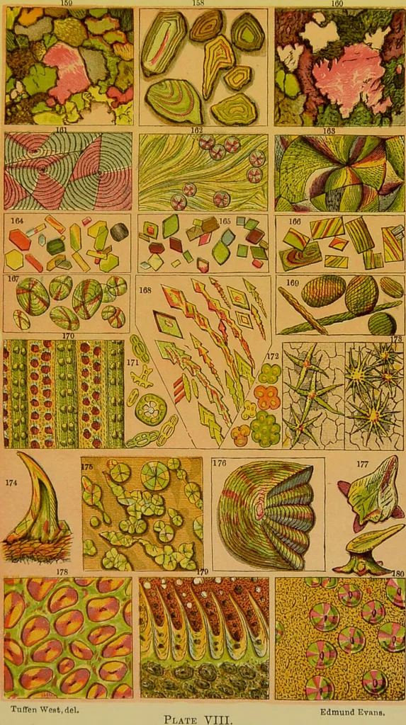 An illustration from The microscope : its history, construction, and application, being a familiar introduction to the use of the instrument, and the study of microscopical science / by Jabez Hogg., 1898, leaf 253