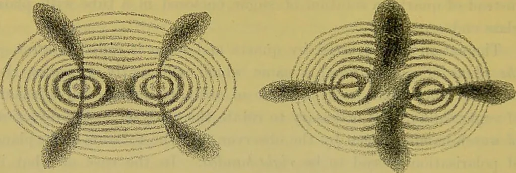 An illustration from The microscope : its history, construction, and application, being a familiar introduction to the use of the instrument, and the study of microscopical science / by Jabez Hogg., 1898, leaf 266