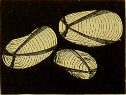 An illustration from The microscope : its history, construction, and application, being a familiar introduction to the use of the instrument, and the study of microscopical science / by Jabez Hogg., 1898, leaf 272