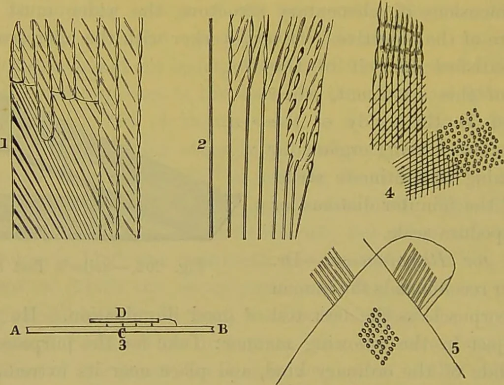 An illustration from The microscope : its history, construction, and application, being a familiar introduction to the use of the instrument, and the study of microscopical science / by Jabez Hogg., 1898, leaf 298