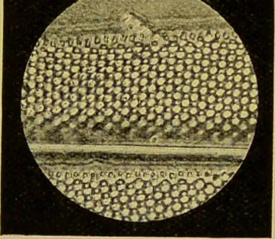 An illustration from The microscope : its history, construction, and application, being a familiar introduction to the use of the instrument, and the study of microscopical science / by Jabez Hogg., 1898, leaf 300
