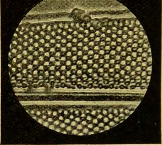An illustration from The microscope : its history, construction, and application, being a familiar introduction to the use of the instrument, and the study of microscopical science / by Jabez Hogg., 1898, leaf 300