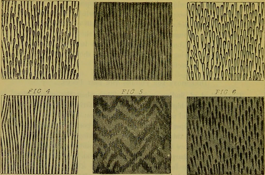 An illustration from The microscope : its history, construction, and application, being a familiar introduction to the use of the instrument, and the study of microscopical science / by Jabez Hogg., 1898, leaf 306