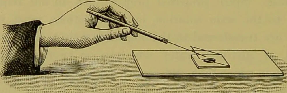 An illustration from The microscope : its history, construction, and application, being a familiar introduction to the use of the instrument, and the study of microscopical science / by Jabez Hogg., 1898, leaf 328