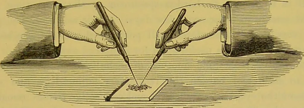 An illustration from The microscope : its history, construction, and application, being a familiar introduction to the use of the instrument, and the study of microscopical science / by Jabez Hogg., 1898, leaf 331