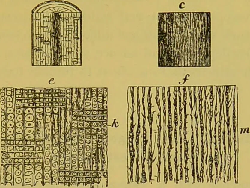 An illustration from The microscope : its history, construction, and application, being a familiar introduction to the use of the instrument, and the study of microscopical science / by Jabez Hogg., 1898, leaf 351