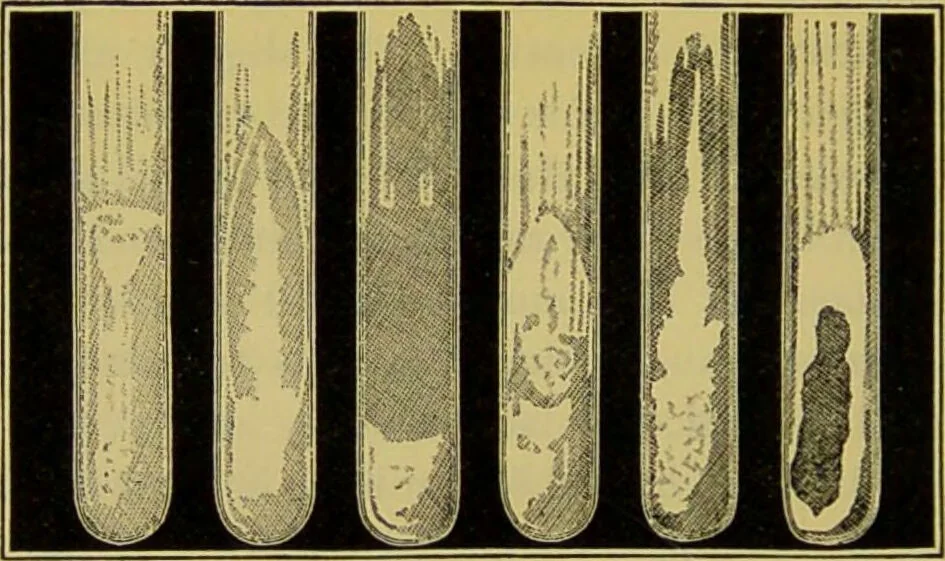 An illustration from The microscope : its history, construction, and application, being a familiar introduction to the use of the instrument, and the study of microscopical science / by Jabez Hogg., 1898, leaf 364