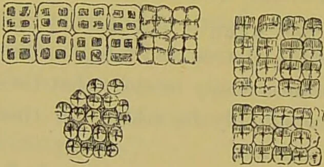 An illustration from The microscope : its history, construction, and application, being a familiar introduction to the use of the instrument, and the study of microscopical science / by Jabez Hogg., 1898, leaf 404