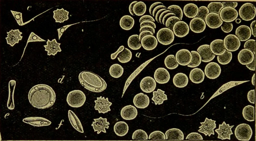 An illustration from The microscope : its history, construction, and application, being a familiar introduction to the use of the instrument, and the study of microscopical science / by Jabez Hogg., 1898, leaf 408