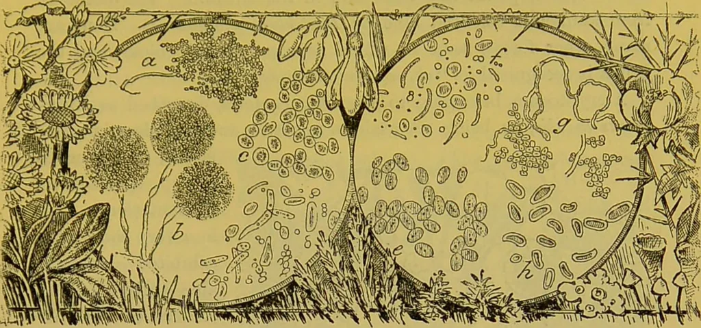 An illustration from The microscope : its history, construction, and application, being a familiar introduction to the use of the instrument, and the study of microscopical science / by Jabez Hogg., 1898, leaf 415