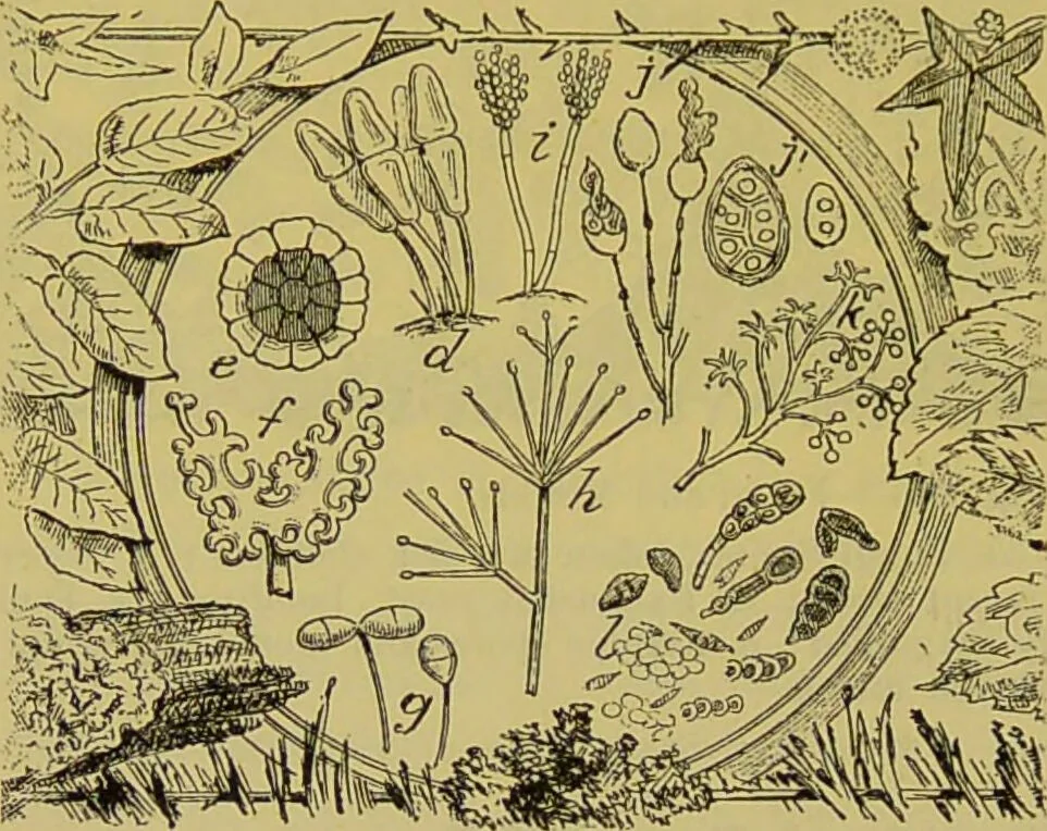 An illustration from The microscope : its history, construction, and application, being a familiar introduction to the use of the instrument, and the study of microscopical science / by Jabez Hogg., 1898, leaf 416