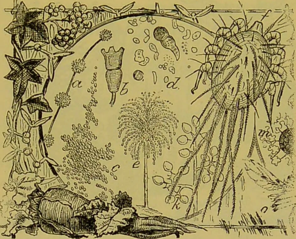 An illustration from The microscope : its history, construction, and application, being a familiar introduction to the use of the instrument, and the study of microscopical science / by Jabez Hogg., 1898, leaf 417