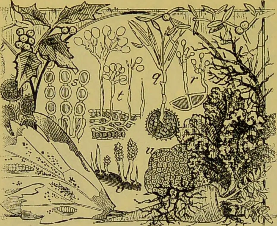 An illustration from The microscope : its history, construction, and application, being a familiar introduction to the use of the instrument, and the study of microscopical science / by Jabez Hogg., 1898, leaf 418