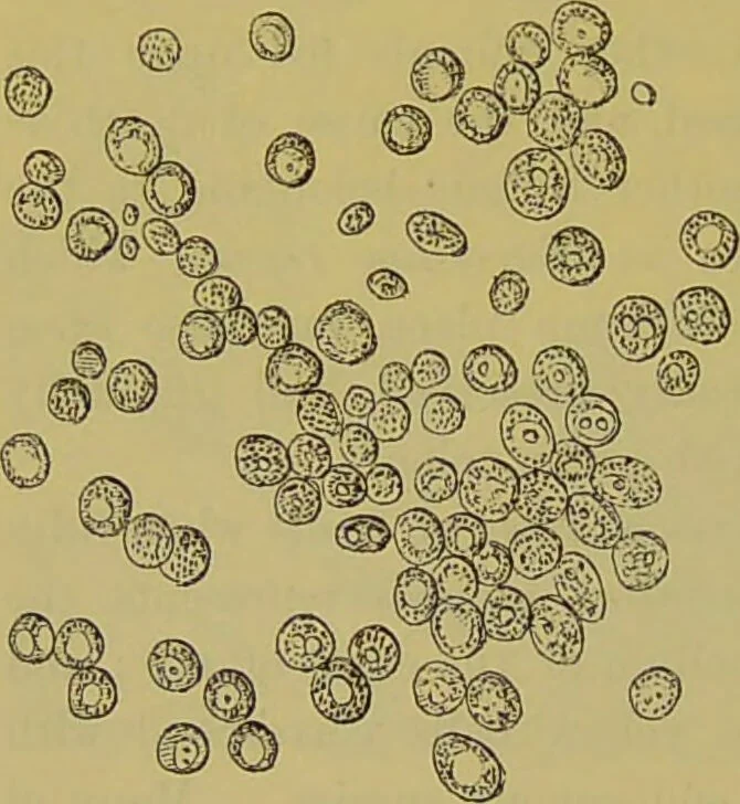 An illustration from The microscope : its history, construction, and application, being a familiar introduction to the use of the instrument, and the study of microscopical science / by Jabez Hogg., 1898, leaf 420