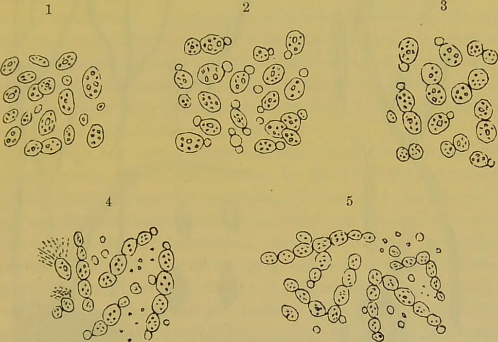 An illustration from The microscope : its history, construction, and application, being a familiar introduction to the use of the instrument, and the study of microscopical science / by Jabez Hogg., 1898, leaf 421