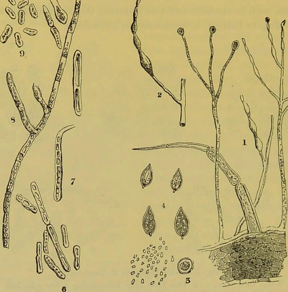 An illustration from The microscope : its history, construction, and application, being a familiar introduction to the use of the instrument, and the study of microscopical science / by Jabez Hogg., 1898, leaf 422