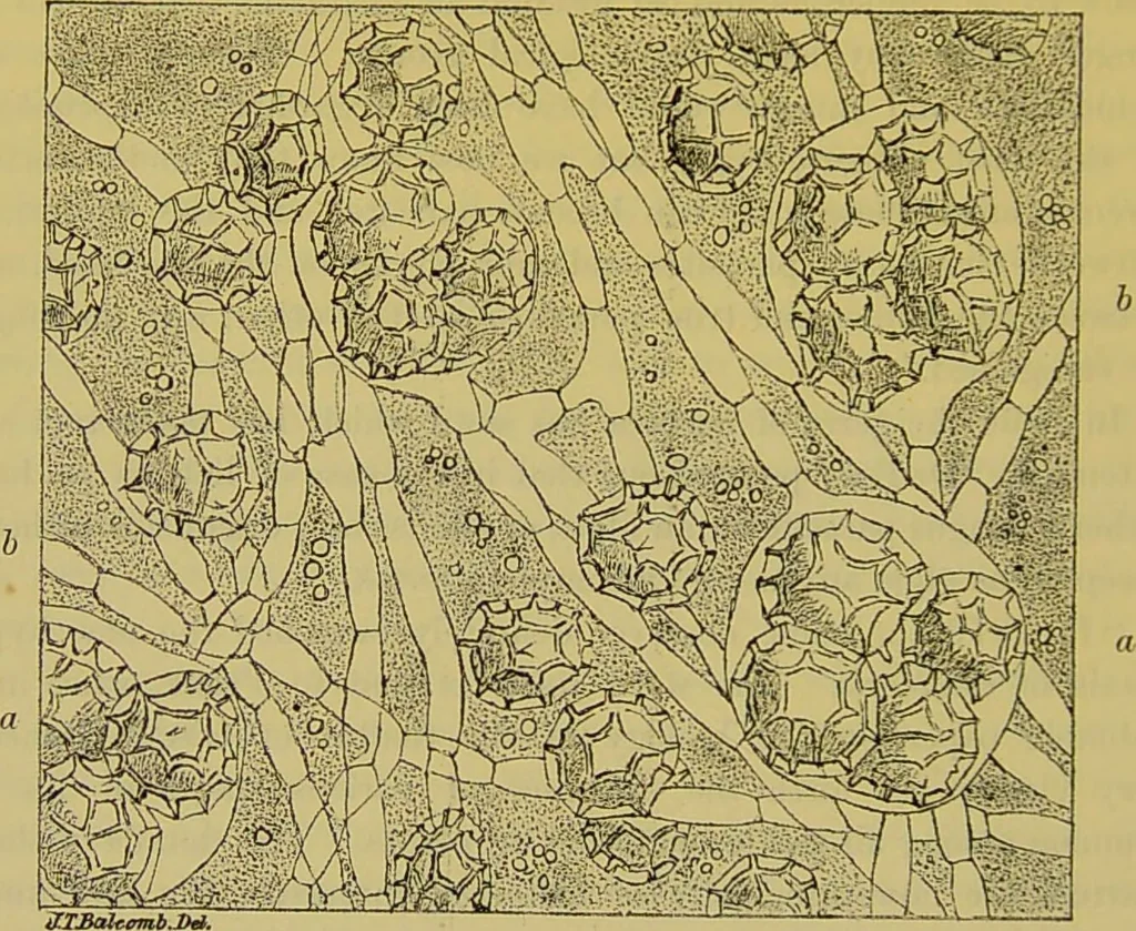 An illustration from The microscope : its history, construction, and application, being a familiar introduction to the use of the instrument, and the study of microscopical science / by Jabez Hogg., 1898, leaf 432