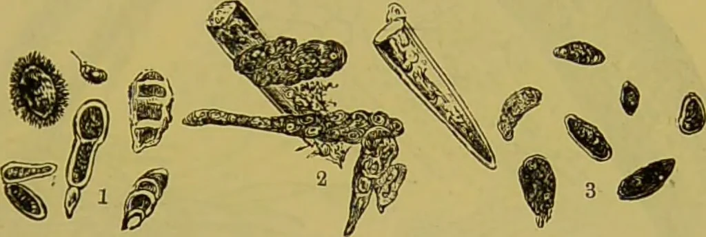 An illustration from The microscope : its history, construction, and application, being a familiar introduction to the use of the instrument, and the study of microscopical science / by Jabez Hogg., 1898, leaf 435