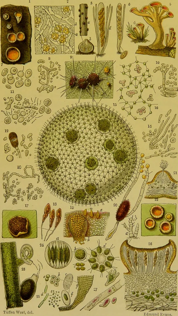 An illustration from The microscope : its history, construction, and application, being a familiar introduction to the use of the instrument, and the study of microscopical science / by Jabez Hogg., 1898, leaf 437