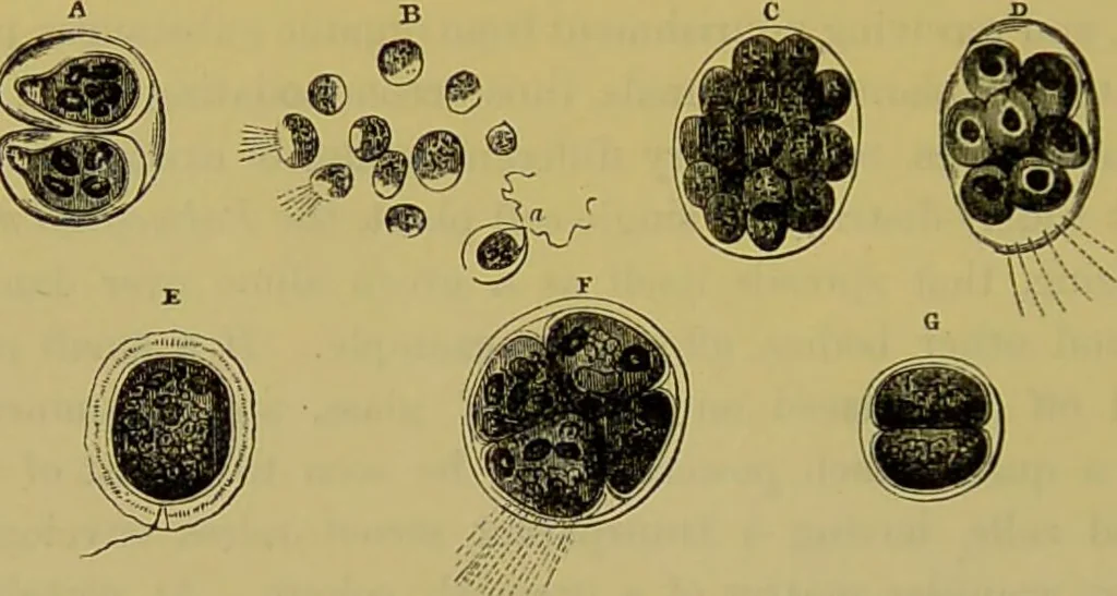 An illustration from The microscope : its history, construction, and application, being a familiar introduction to the use of the instrument, and the study of microscopical science / by Jabez Hogg., 1898, leaf 440