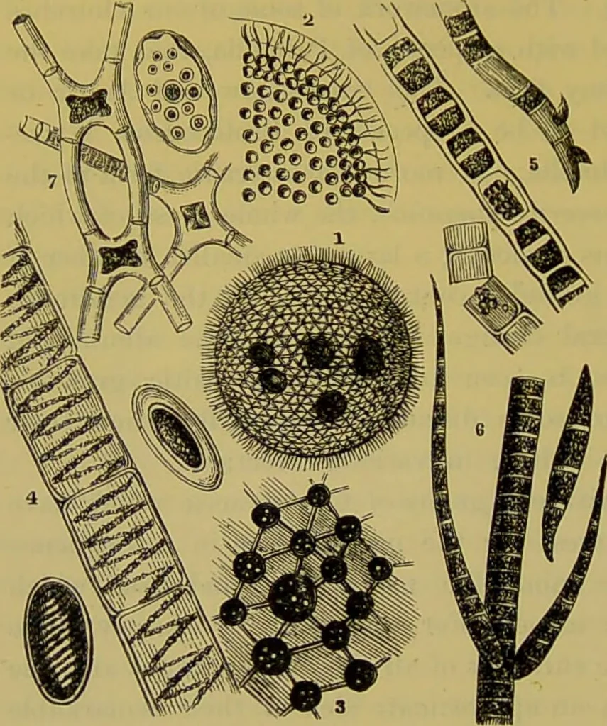An illustration from The microscope : its history, construction, and application, being a familiar introduction to the use of the instrument, and the study of microscopical science / by Jabez Hogg., 1898, leaf 446