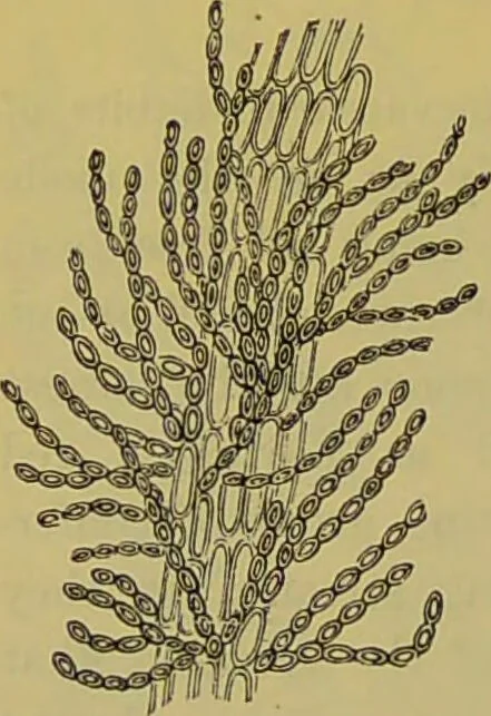 An illustration from The microscope : its history, construction, and application, being a familiar introduction to the use of the instrument, and the study of microscopical science / by Jabez Hogg., 1898, leaf 448