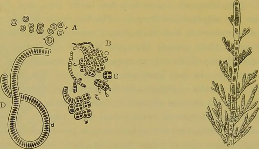 An illustration from The microscope : its history, construction, and application, being a familiar introduction to the use of the instrument, and the study of microscopical science / by Jabez Hogg., 1898, leaf 450