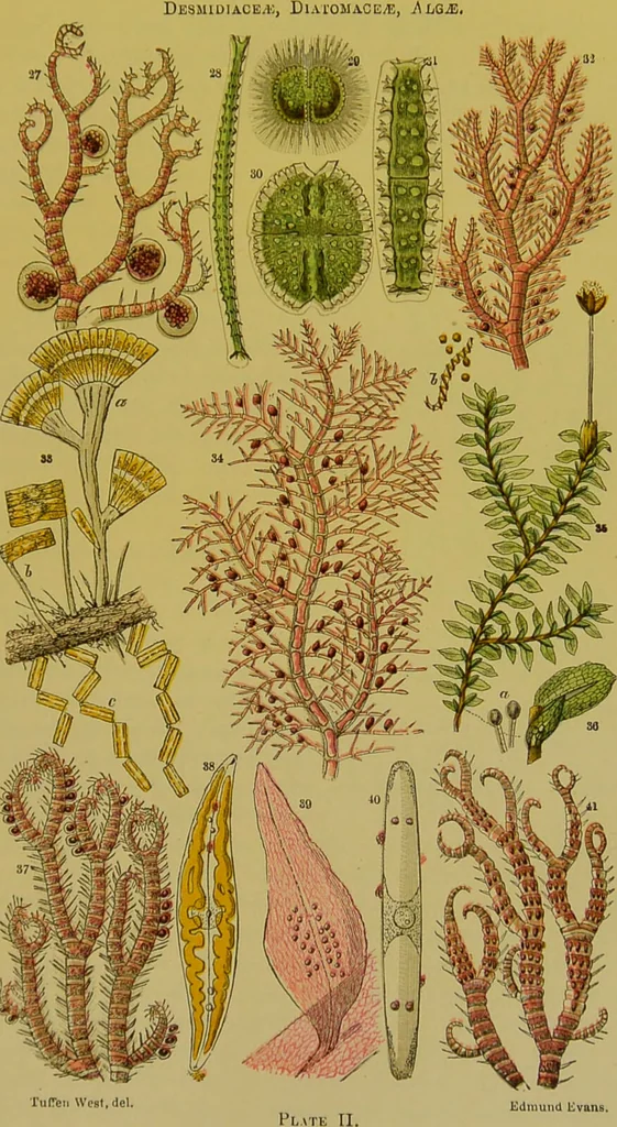 An illustration from The microscope : its history, construction, and application, being a familiar introduction to the use of the instrument, and the study of microscopical science / by Jabez Hogg., 1898, leaf 451