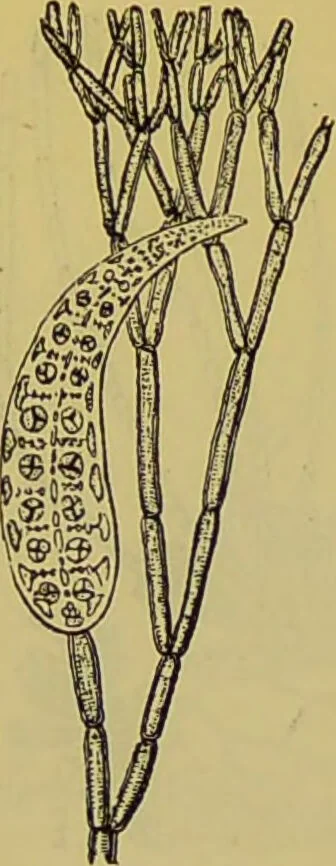 An illustration from The microscope : its history, construction, and application, being a familiar introduction to the use of the instrument, and the study of microscopical science / by Jabez Hogg., 1898, leaf 454