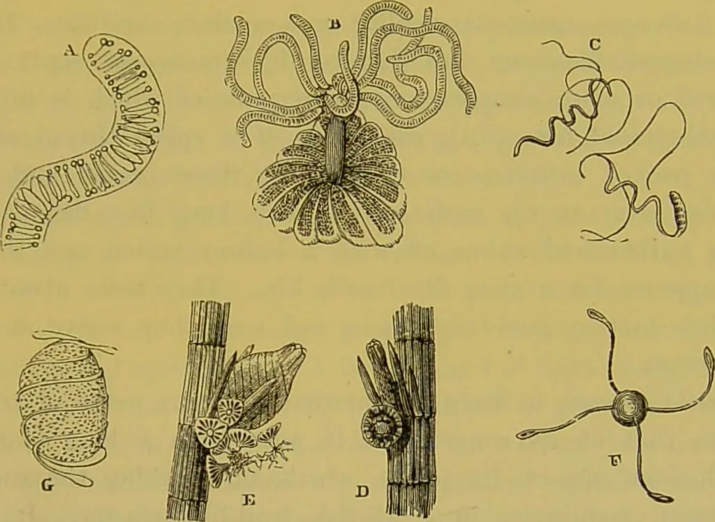 An illustration from The microscope : its history, construction, and application, being a familiar introduction to the use of the instrument, and the study of microscopical science / by Jabez Hogg., 1898, leaf 457