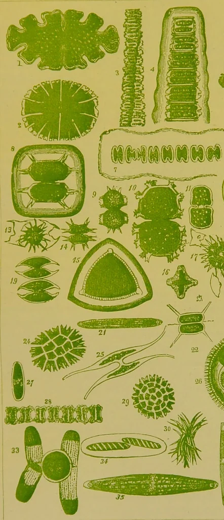 An illustration from The microscope : its history, construction, and application, being a familiar introduction to the use of the instrument, and the study of microscopical science / by Jabez Hogg., 1898, leaf 461