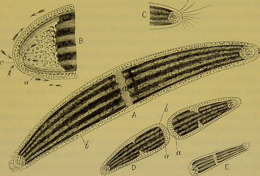 An illustration from The microscope : its history, construction, and application, being a familiar introduction to the use of the instrument, and the study of microscopical science / by Jabez Hogg., 1898, leaf 467