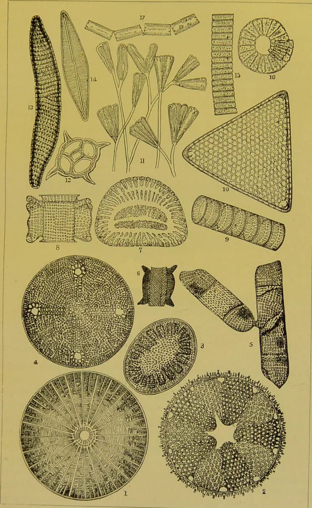 An illustration from The microscope : its history, construction, and application, being a familiar introduction to the use of the instrument, and the study of microscopical science / by Jabez Hogg., 1898, leaf 471