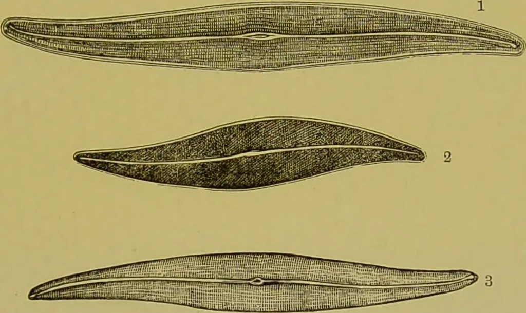 An illustration from The microscope : its history, construction, and application, being a familiar introduction to the use of the instrument, and the study of microscopical science / by Jabez Hogg., 1898, leaf 473