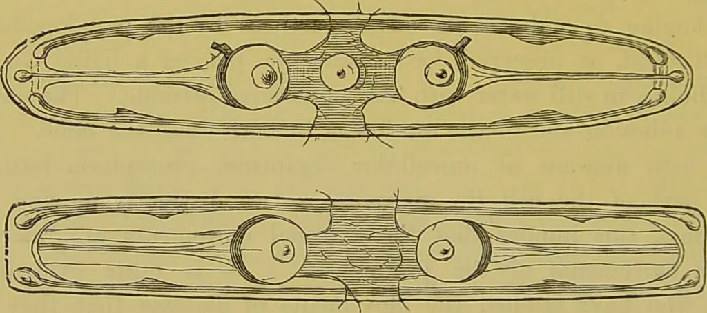 An illustration from The microscope : its history, construction, and application, being a familiar introduction to the use of the instrument, and the study of microscopical science / by Jabez Hogg., 1898, leaf 478