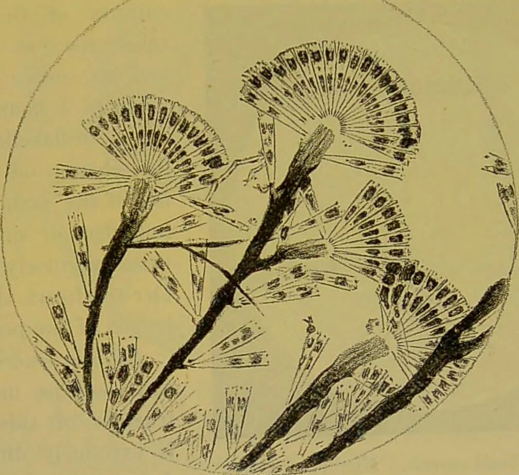 An illustration from The microscope : its history, construction, and application, being a familiar introduction to the use of the instrument, and the study of microscopical science / by Jabez Hogg., 1898, leaf 479