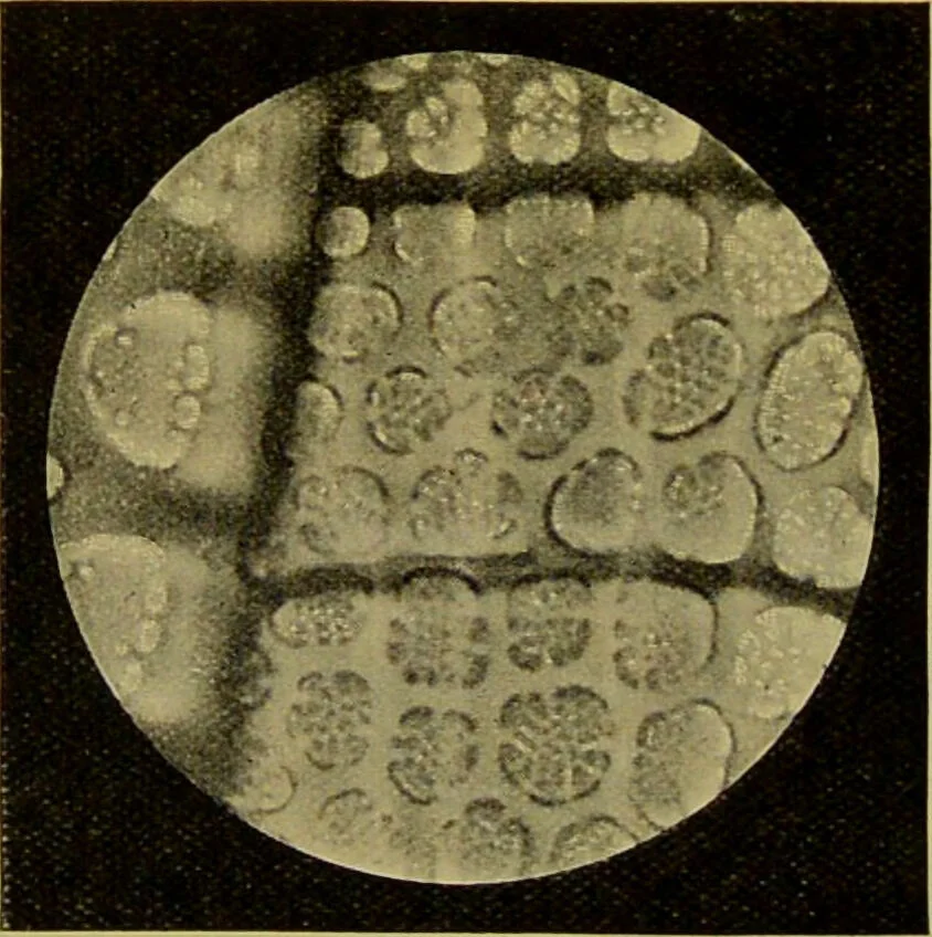An illustration from The microscope : its history, construction, and application, being a familiar introduction to the use of the instrument, and the study of microscopical science / by Jabez Hogg., 1898, leaf 480