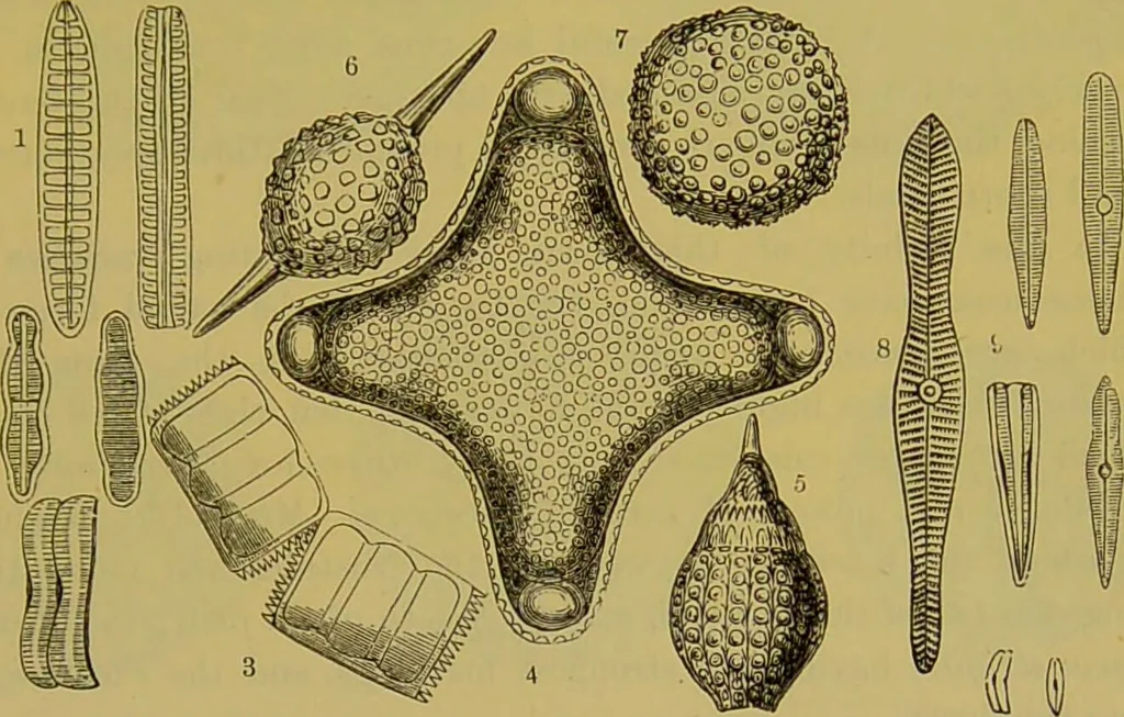 An illustration from The microscope : its history, construction, and application, being a familiar introduction to the use of the instrument, and the study of microscopical science / by Jabez Hogg., 1898, leaf 481