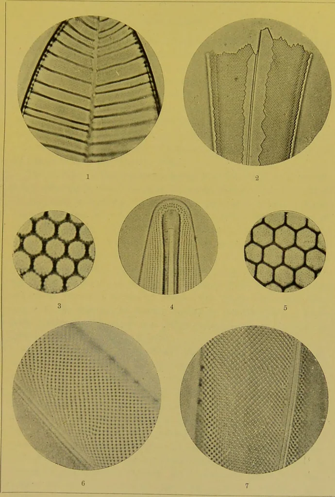 An illustration from The microscope : its history, construction, and application, being a familiar introduction to the use of the instrument, and the study of microscopical science / by Jabez Hogg., 1898, leaf 483