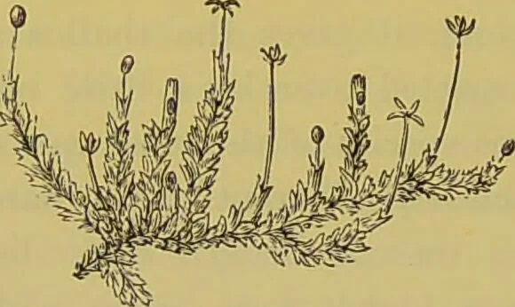 An illustration from The microscope : its history, construction, and application, being a familiar introduction to the use of the instrument, and the study of microscopical science / by Jabez Hogg., 1898, leaf 488