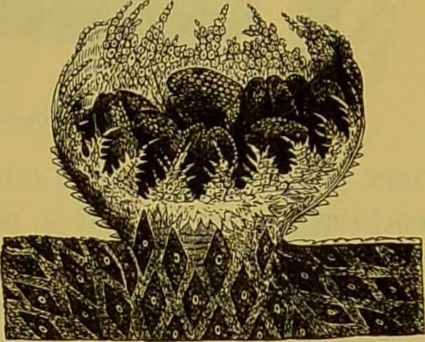 An illustration from The microscope : its history, construction, and application, being a familiar introduction to the use of the instrument, and the study of microscopical science / by Jabez Hogg., 1898, leaf 489