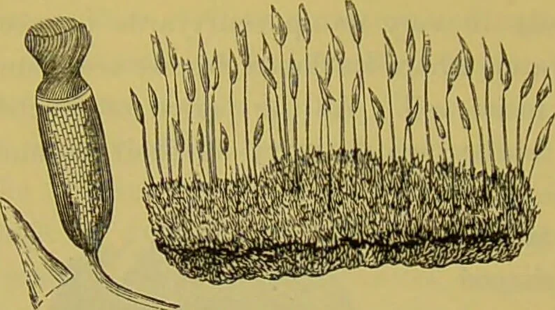An illustration from The microscope : its history, construction, and application, being a familiar introduction to the use of the instrument, and the study of microscopical science / by Jabez Hogg., 1898, leaf 490